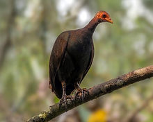 SI003_NicobarMegapode_SK edt.jpg