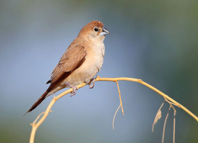 Indian Silverbill_KD - web edit 250x180(10pi)_edited.jpg