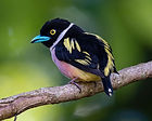 MY001_BaYBroadbill_LWK - web edit 200x160(5pi)_edited.jpg