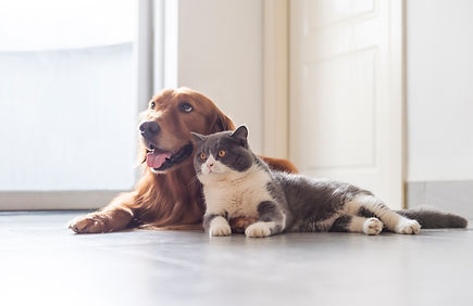 犬・猫の診療