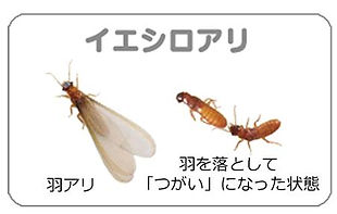 イエシロアリ