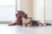 犬と猫