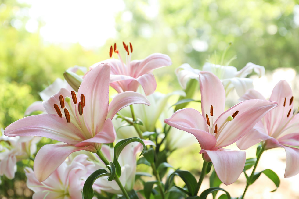 百合の花