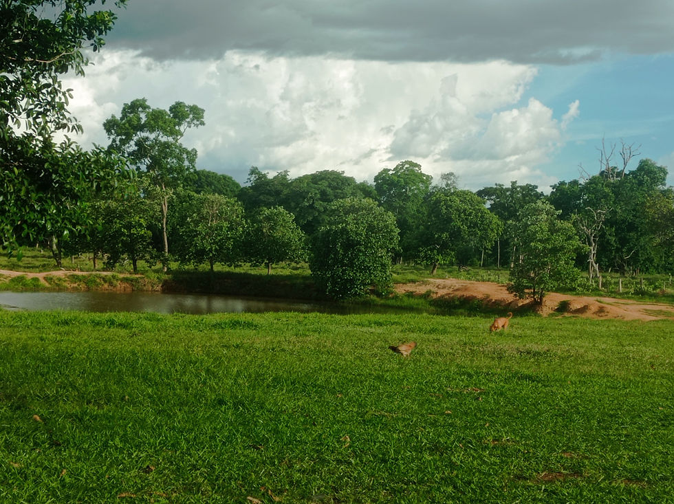 Paisagem do período das águas na Comunidade Quilombola de Laranjal, no Pantanal Mato-Grossense, Poco