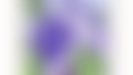 Sunday, February 12, 2023 Epiphany 6