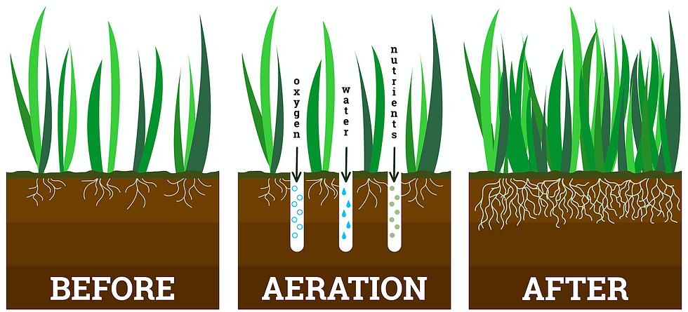 Graphic Design of the Aeration Process for Lawns
