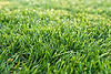 Grass 4 (1)-min.jpg