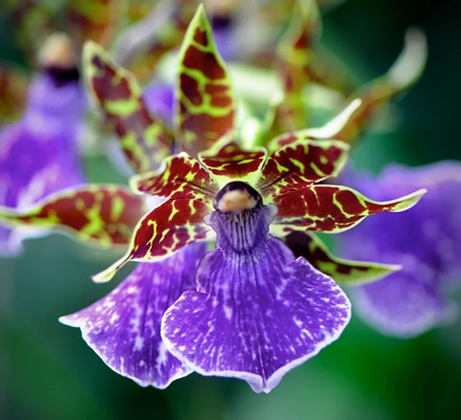 ep+orchid.jpg.webp