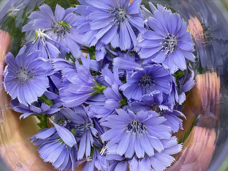 Wild Chicory Flower