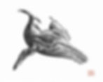 Humpback Whale and Calf