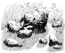 Conservatory of Flowers - middle