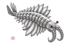 Anomalocaris