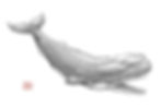 Livyatan Melvillei