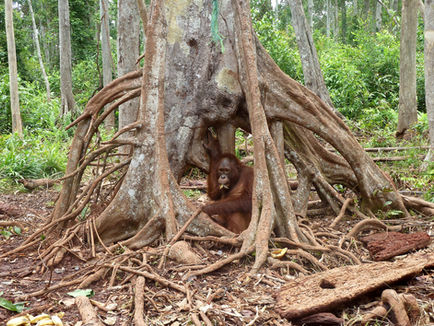 The Small Behaviours That Shape Survival: Why Welfare Must Be Central to Conservation