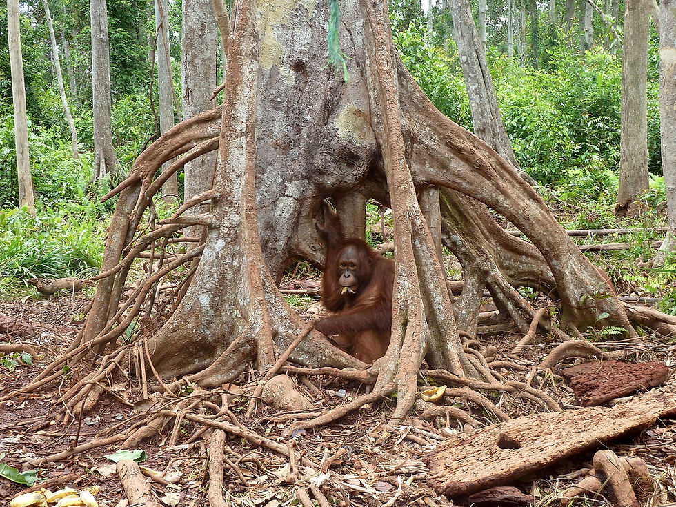 The Small Behaviours That Shape Survival: Why Welfare Must Be Central to Conservation 