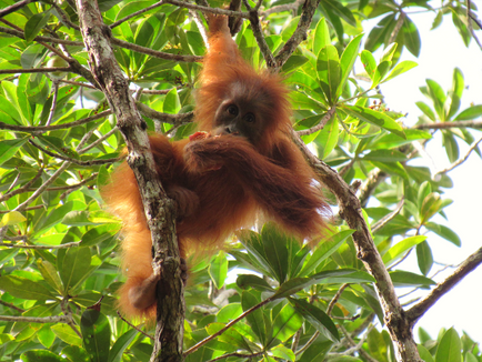 Orangutans’ turn to cultural knowledge to learn the foods of the forest.