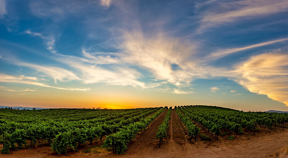 temeculavineyard.jpg