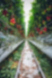 greenhouse growing tomatoes.jpeg
