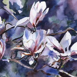 Magnolia Soulangania