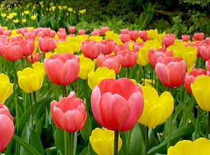 TULIPANES 3.jpg