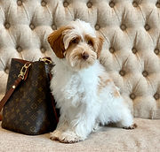 caramel roan australian labradoodles
