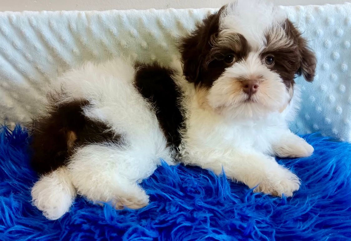 Havanese M Chocolate Tri