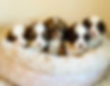Puppies | South Florida Labradoodles, LLC