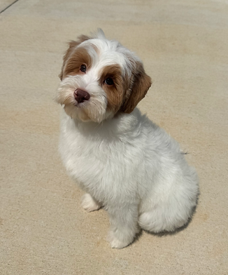 caramel parti australian labradoodle