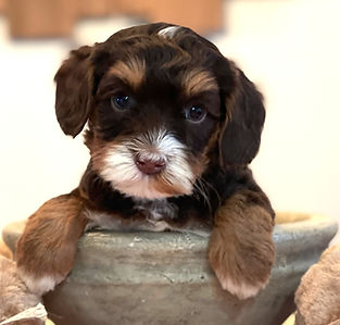 australian labradoodle puppy