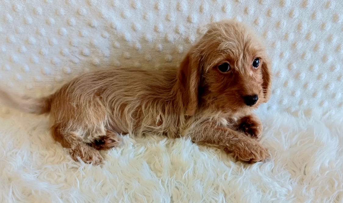 Mini Dachshund F Blonde