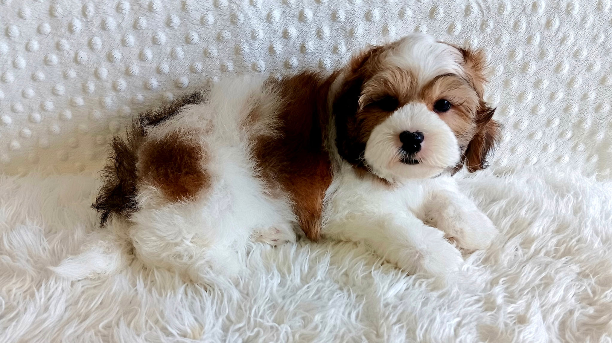 Shihpoo M Red Parti
