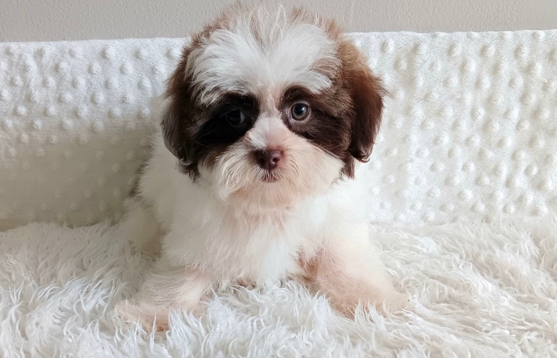 Shihpoo F Chocolate/White