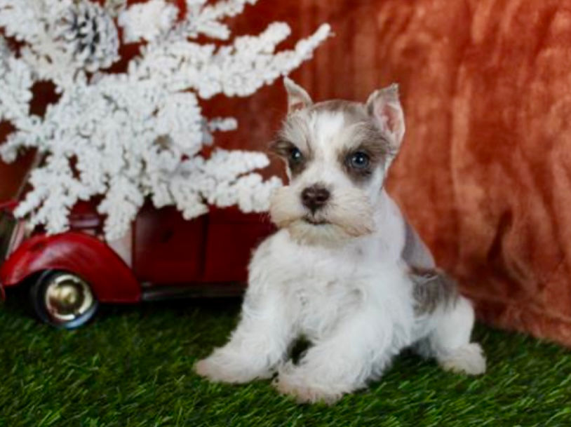 Miniature Schnauzer M Salt and Pepper