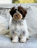 chocolate phantom roan australian labradoodle stud