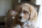 pastpuppies2
