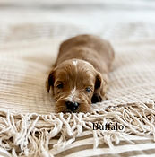 micro mini red tuxedo australian labradoodle