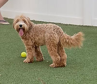 australian labradoodles
