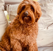 australian labradoodles
