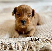 micro mini red australian labradoodle