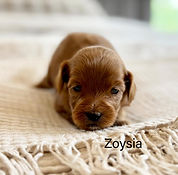 micro mini red australian labradoodle