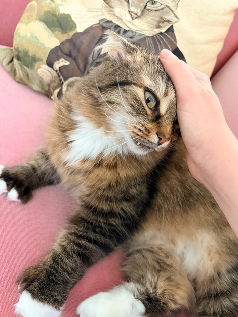 Zelda the cat