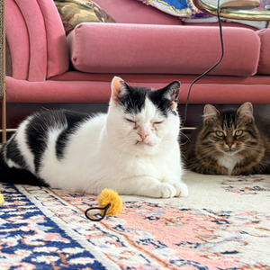 Two spotlight cats named Zelda and Fitz