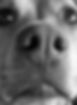 close-up-portrait-dog.jpg