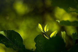 Excio_Glowing-leaf_by-Jarrod-Harris.jpg