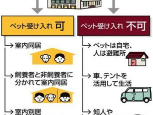 1匹の命をどう守る?「猫の防災対策」と在宅避難のすすめ