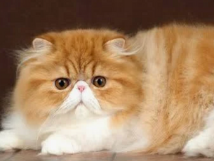 猫の「丸さ」には理由がある?コビー、セミコビーなど体型(ボディタイプ)の遺伝学