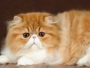 猫の「丸さ」には理由がある?コビー、セミコビーなど体型(ボディタイプ)の遺伝学