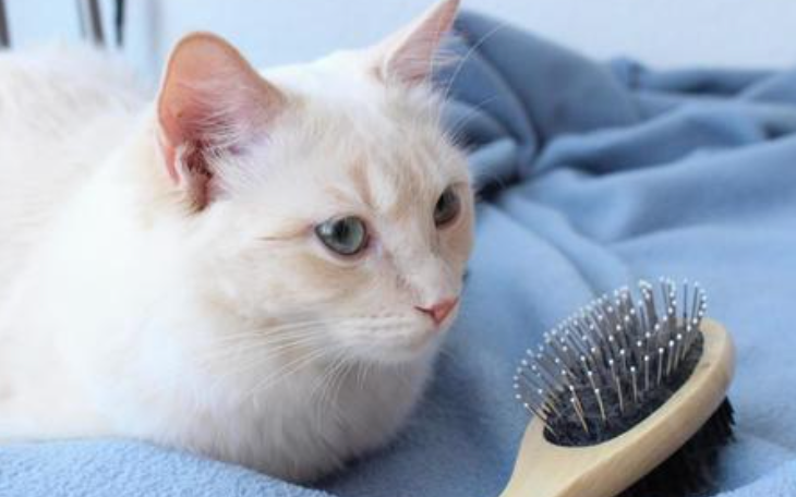 抜け毛シーズン到来!猫が「もっとやって!」と喜ぶブラッシングの極意