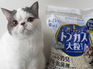 愛猫の健康寿命を左右する!猫砂選びの重要性と「おから」が選ばれる理由