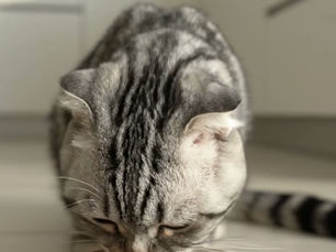 猫が喜ぶ「食べ物」ランキング